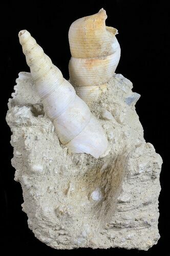Fossil Gastropod (Haustator) Cluster - Damery, France #56386